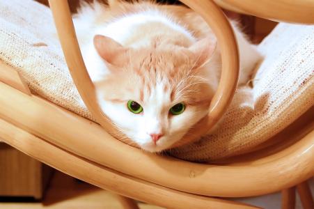 椅子，美丽，小猫，绿色，кошка，猫，小猫，眼睛
