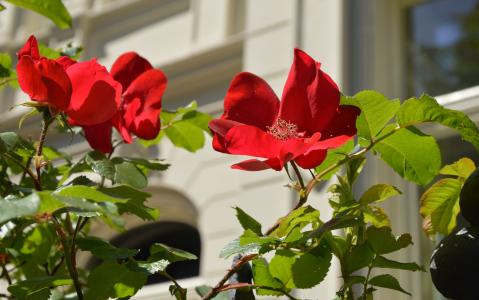 玫瑰，篱笆，汉诺威