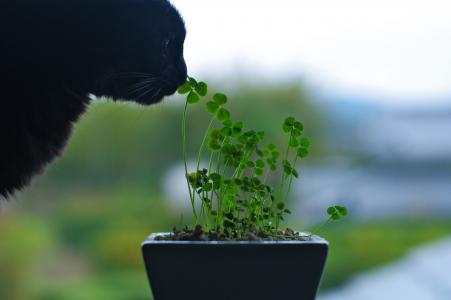 猫，嗅，鼻子，绿色，黑色，鲜花，植物