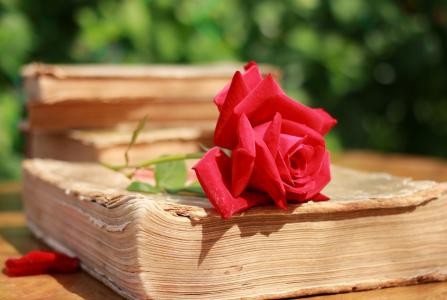 红色，玫瑰，花瓣，页面，书，宏