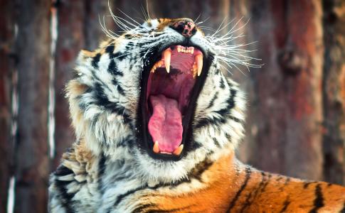 老虎，野猫，嘴巴，打哈欠