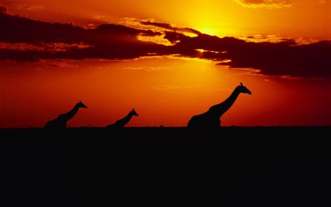 长颈鹿的阴影，日落