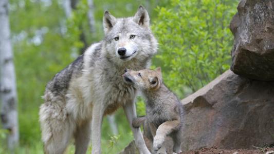 狼，母亲的照顾