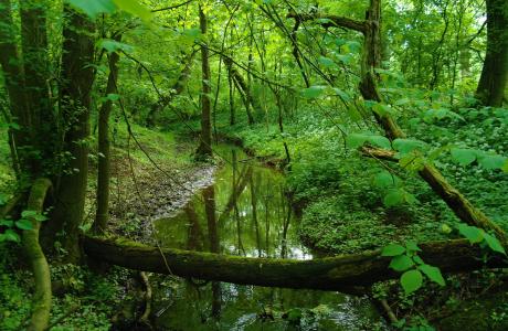 森林，河流，溪流，树木，自然