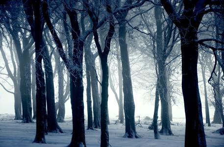 树木，森林，雪，白霜，大自然，冬天