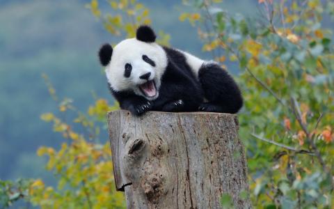 大熊猫宝宝，树桩