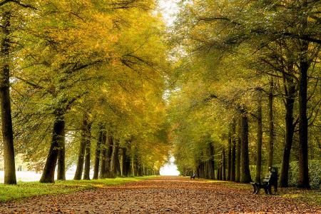 秋天，公园，路，树，长凳，景观