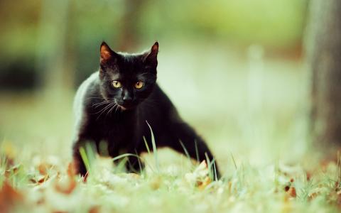 黑猫，性质，草