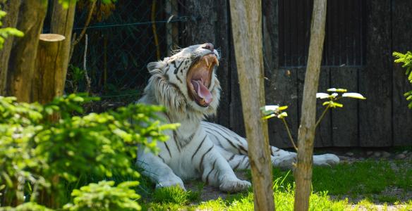 白虎，老虎，野猫，捕食者，打哈欠，嘴巴，f牙，动物园