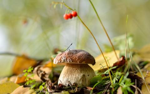 银耳，蘑菇，叶子，秋天，森林