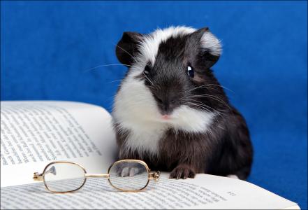 豚鼠，书，眼镜