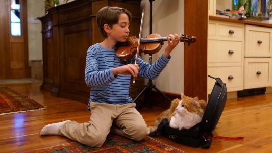 小提琴，音乐，朋友，爱斯基摩狗，猫