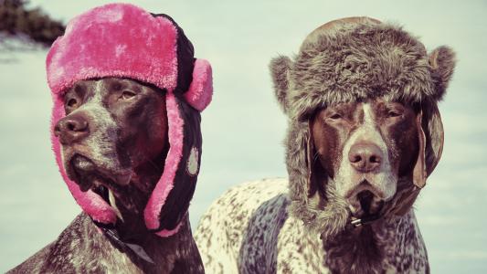 狗，帽子，耳罩