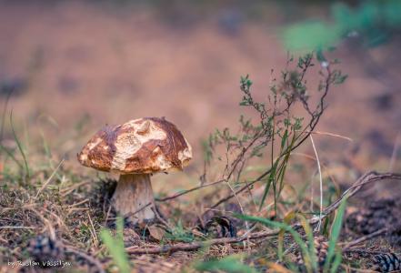 蘑菇，森林，秋季，宏
