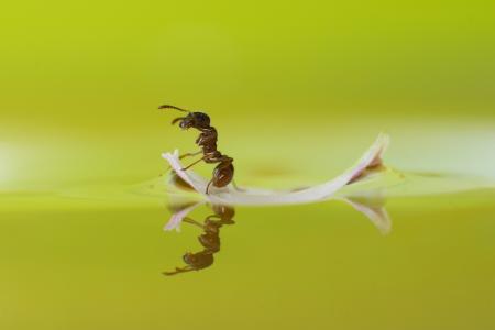 蚂蚁，昆虫，serfengist，花瓣，宏，水，反射，游泳