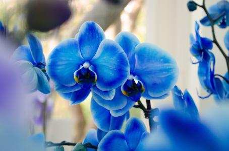 蓝色蝴蝶兰，兰花，异域风情
