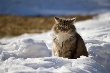 冬天，猫，雪