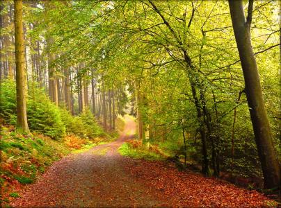 森林，树木，道路，秋季，性质