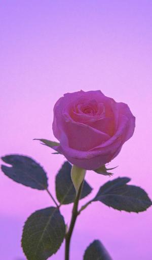 艳丽迷人的玫瑰花