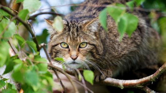 苏格兰野猫，森林猫，野猫，捕食者，外观，树枝