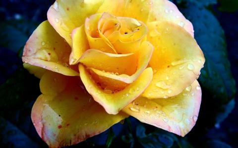 黄色，玫瑰，指出，花瓣，粉红色，边框