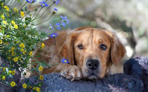 狗，蓝黄色的花朵