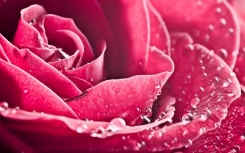 玫瑰，滴，露水，特写，宏，粉红色