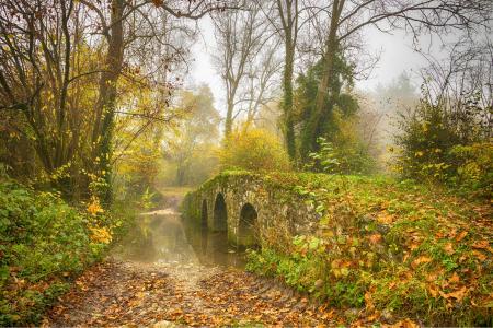 秋天，树木，池塘，桥，性质