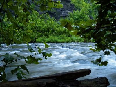 河流，小溪，树木，大自然