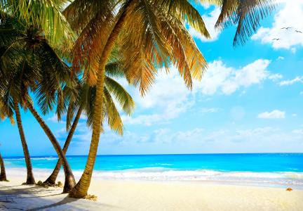 夏天，棕榈树，假期，热带，海，天堂，海滩，海洋