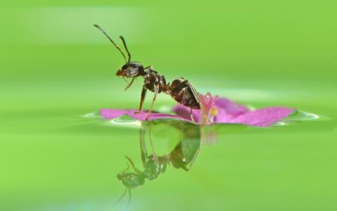 蚂蚁，花，水，反射，宏