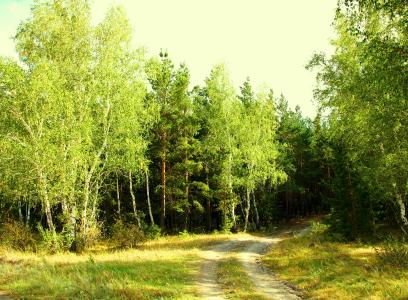 森林，夏天，性质，边缘，绿色，一天，哈萨克斯坦