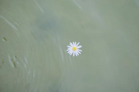水面上的小清新菊花
