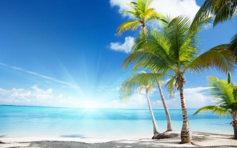 阳光，沙滩，棕榈树，天空，水