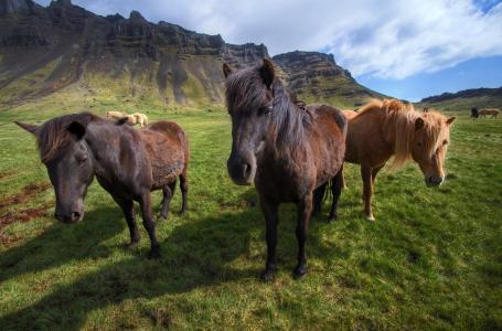 冰岛的马，冰岛，马，山