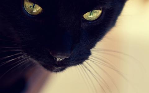 黑猫，脸，眼睛