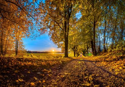 秋，日落，森林，路，树，景观