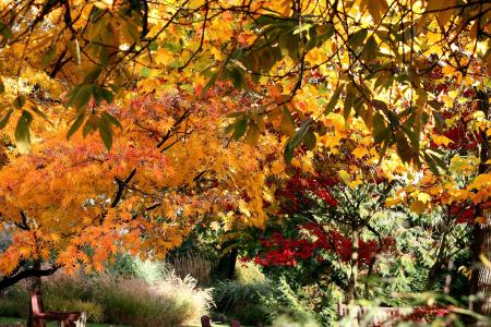 秋天，树木，叶子，性质