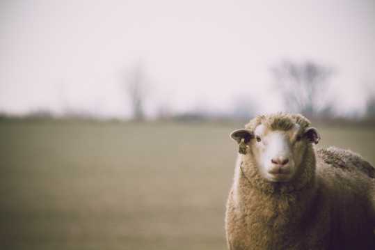 原野上的绵羊高清图片