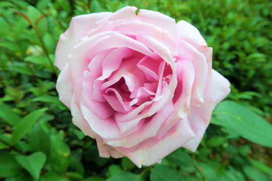 淡粉色玫瑰鲜花图片