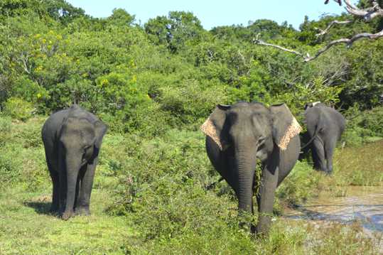 树林大象群图片