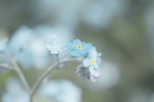 蓝色小花唯美淡雅背景图片