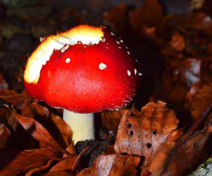 秋天树林毒蘑菇图片