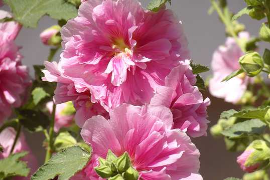 粉色锦葵鲜花图片