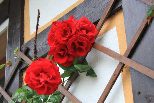红色玫瑰墙壁图片