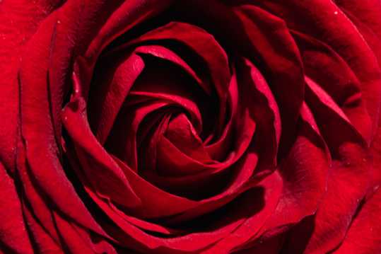 红玫瑰花房图片