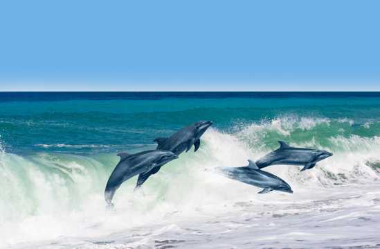 一跃而起的海豚图片