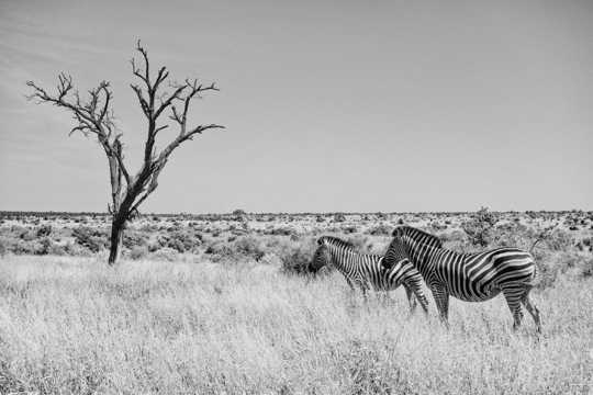 非洲草坪斑马黑白图片