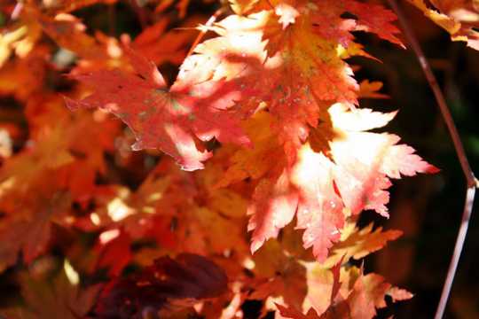 秋季颜色枫叶图片