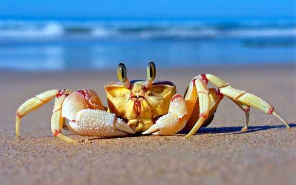 沙滩上的螃蟹高清图片